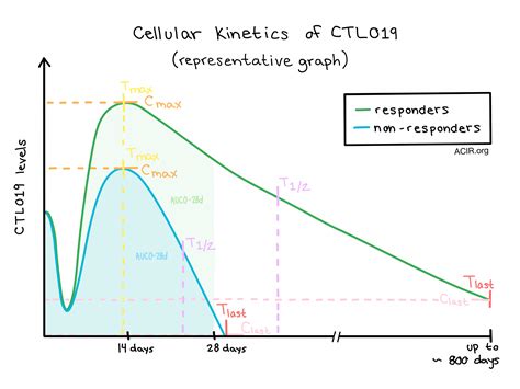 Whats Happening Under The Hood The Cellular Kinetics Of A CAR T Cell