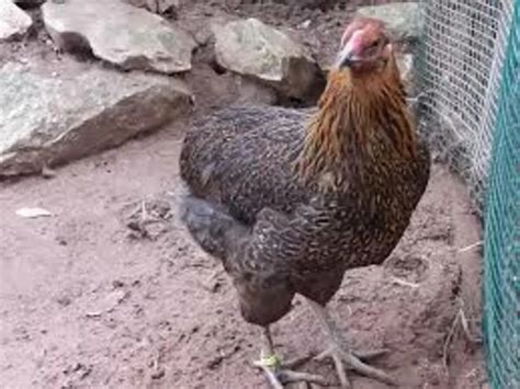 Ovos Galado De Sura Araucana Galinha Sem Rabo Duzia Brind