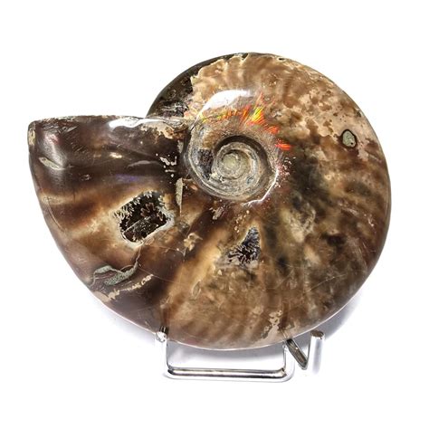 Ammonite Nacr E