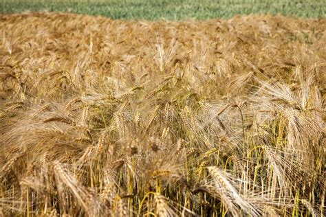 Farming for Growing Rye and Harvesting Cereals Stock Image - Image of ...