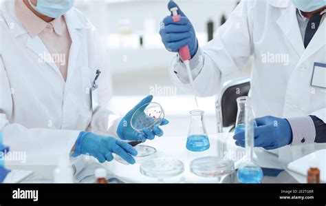 Microbiology Scientists Examining Bacteria In A Petri Dish Stock Photo