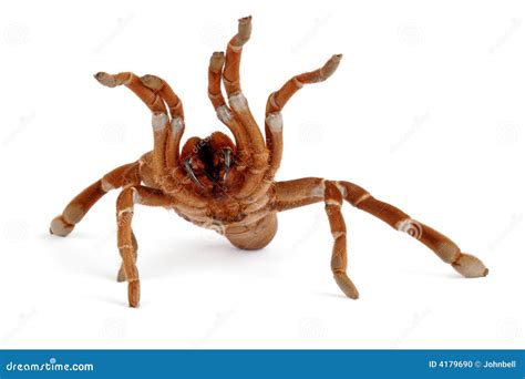 King Baboon Tarantula (Citharischius Crawshayi) Stock Photo - Image: 4179690