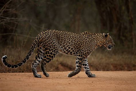 Leopard Running Stock Photos, Pictures & Royalty-Free Images - iStock