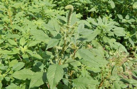 Common Tall Garden Weeds Fasci Garden