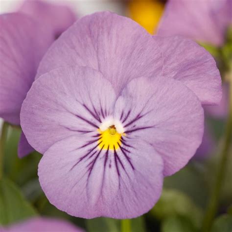 Viola Cornuta Admire Pink Orchid Muller Seeds