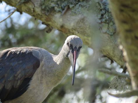 South Africa Noisy Bird Hadeda Ibis | Chrislin African Lodge