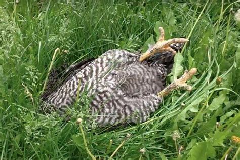 Man catches chicken 'sleeping' on the job - UPI.com