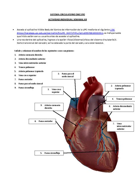 Tarea De La Semana Sistema Circulatorio Me Actividad