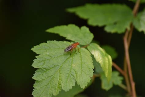 Brachyceran Flies From A St Surrey Bc V X W Canada On June