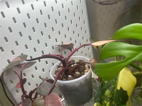 Is it possible for mother PPP plant to no longer grow because of a
