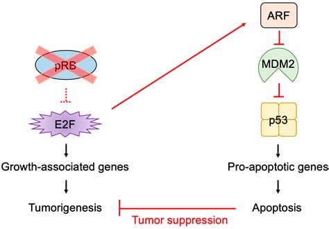 Biology Free Full Text Expanding Roles Of The E2f Rb P53 Pathway In