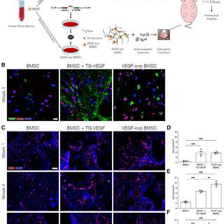 In Vivo Bone Formation A H E Staining Of Constructs Harvested