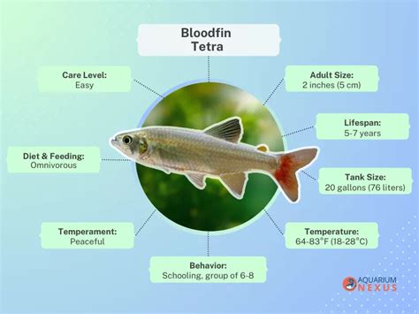 Bloodfin Tetra Care Complete Guide For Beginners Aquariumnexus