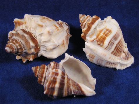 Florida King Crown Conch Sea Shells Melongena Corona