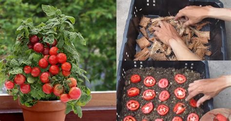 Begini Cara Tanam Tomato Guna Biji Dalam Pasu Berbuah Lebat Dan Subur