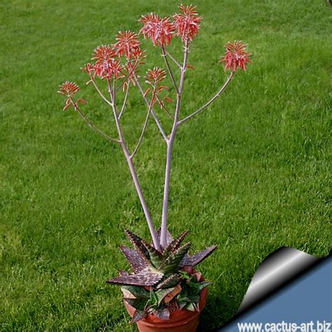 Aloe Saponaria