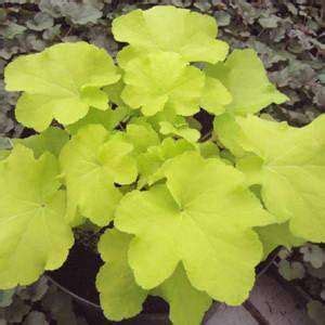 Heuchera 'Citronelle' - 1 Plant – Streambank Gardens