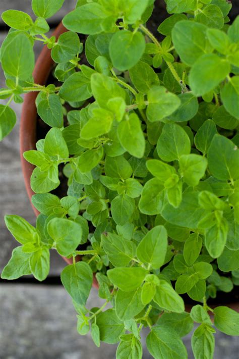 How To Grow Fresh Oregano In The Winter