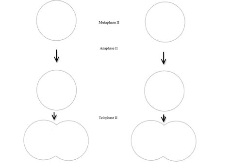 Solved Mitotic Division of a Diploid Cell Diagram the stages | Chegg.com