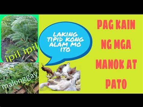 Pagkain Ng Mga Manok At Pato Para Makatipid Organicfeeding Tips