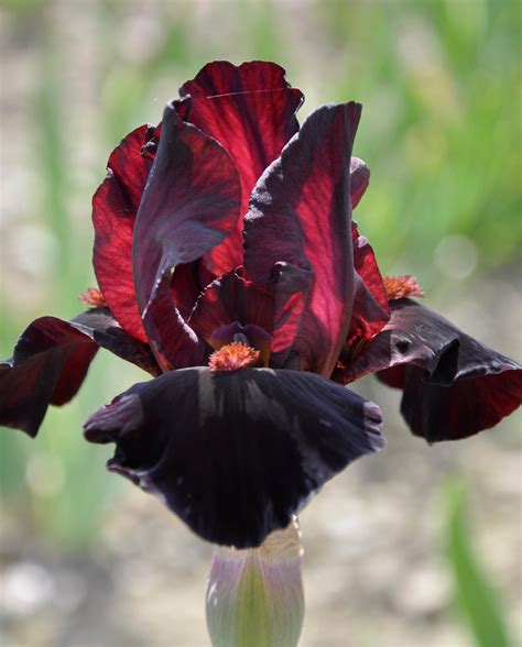 vibrant iris varieties  add year  colour   garden
