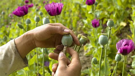 World’s new top opium producer revealed — RT Business News