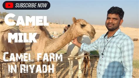 Camel Farm In Riyadh Camel Milk Camel Camelmilk Holiday