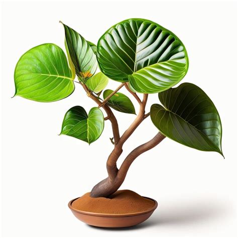 Planta Rara Con Hojas Variegadas De Higuera Fiddleleaf Ficus Lyrata El