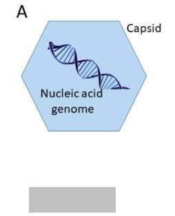 Virology Virus Replication Lecture 2 Flashcards Quizlet