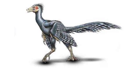 Archaeopteryx El F Sil De Transici N Los Dinosaurios