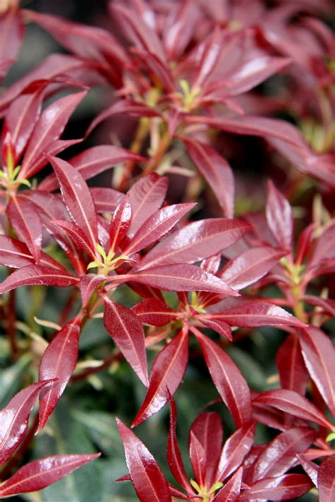 Buy Katsura Pieris Japonica FREE SHIPPING Wilson Bros Gardens 1