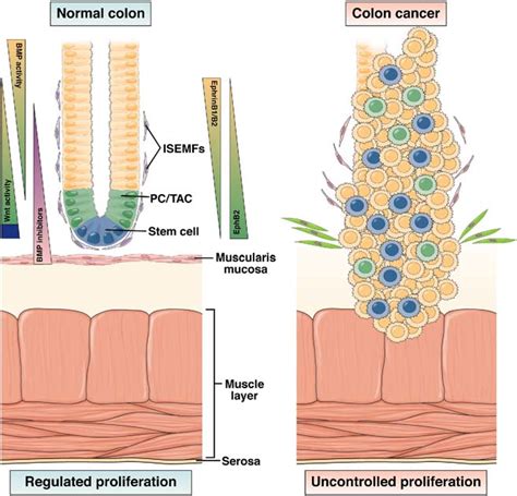 Model Of The Epithelial Mesenchymal Signaling That Defines Sc Niche In