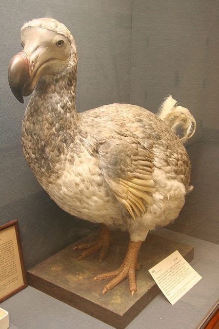 Mauritius Dodo 1690 Like The Even Rarer Dingbaticus Or Dingbat