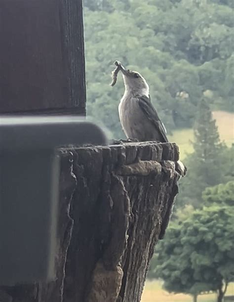 White Breasted Nuthatch Feederwatch