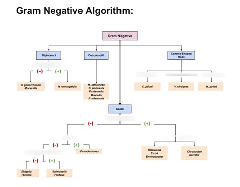 Gram Negative Diplococci Flow Chart