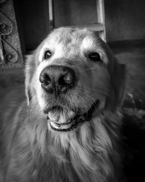 Perro Blanco Y Negro Golden Retriever Sepia Infrared Wall Collage