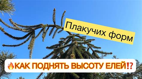 🔥КАК ПОДНЯТЬ ВЫСОТУ ЕЛЕЙ⁉️🌲ШТАМБ с 1 метра до 2-х и ВЫШЕ 👆Инверса ...