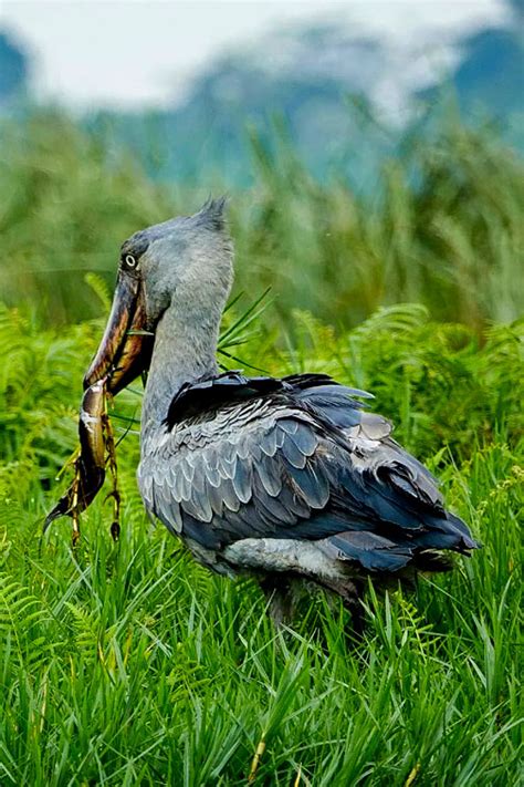 Bird Watching Tours Vast Explorers