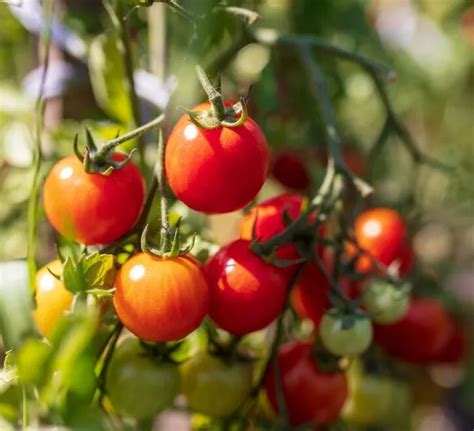 Marciume Apicale Pomodoro Come Combatterlo Leroy Merlin