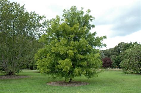 Ziziphus Jujuba Tree