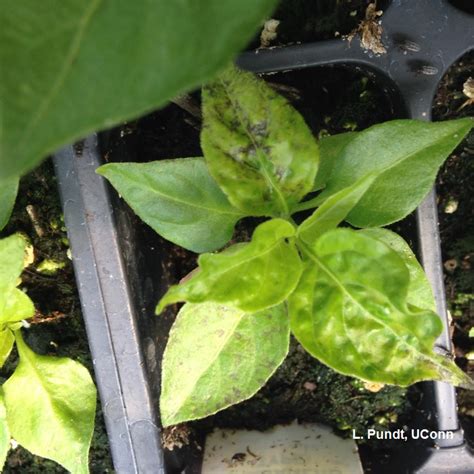 Pepper - Tobacco Mosaic Virus (TMV) | Center for Agriculture, Food, and the Environment