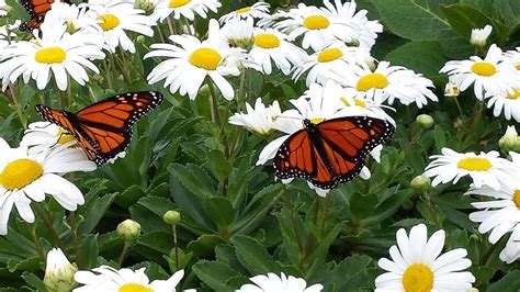 Monarch Butterfly Swarm Photograph by Jule BW - Pixels