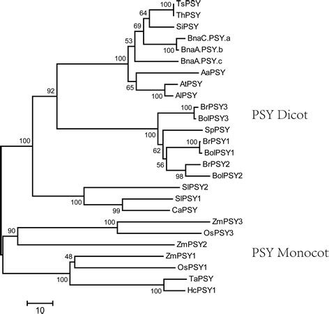 Phylogenetic Relationship Of The Psy Gene Between Brassica Rapa And