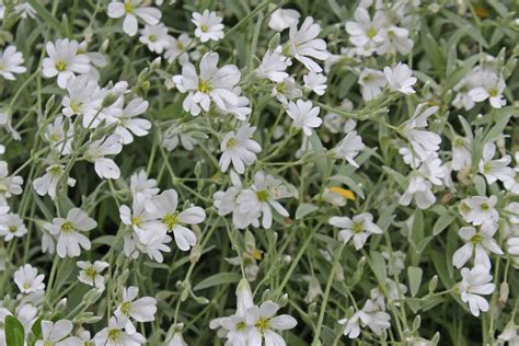 Cerastium Tomentosum