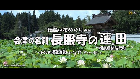 福島の花めぐりより Ver 4k～ 福島県猪苗代町 会津の名刹 長照寺の”蓮”田 ～ Youtube