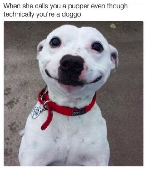 50 Of The Happiest Dog Memes Ever That Will Make You Smile From Ear To ...