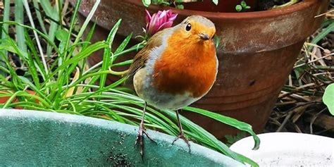 Why Red Robins Are Associated With Christmas