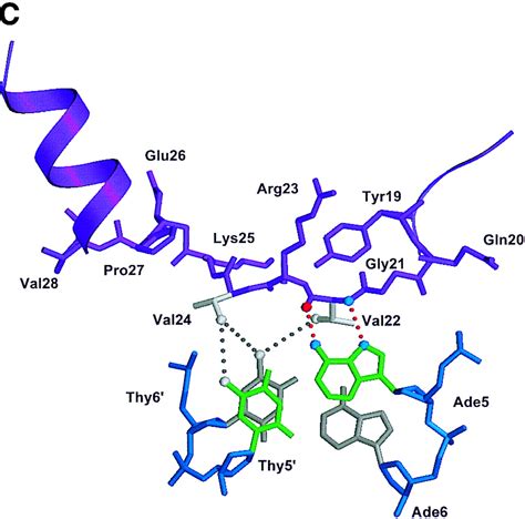 Crystal Structure Of An OCA B Peptide Bound To An Oct 1 POU Domain