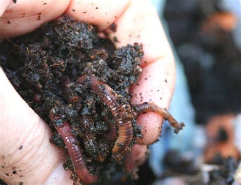 Discover the Best Worms for Composting + Find Out Where to Buy - The ...