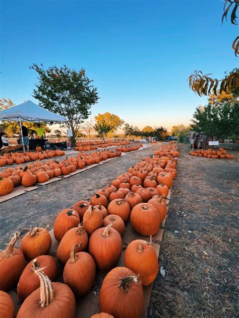 25 Best Pumpkin Patches In Dallas Fort Worth 2023 Dallas Fun Fam